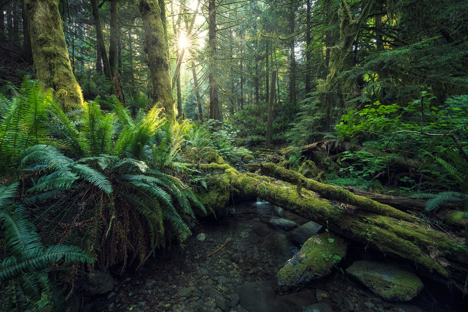 Forest myths